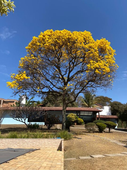 foto - Belo Horizonte - Braúnas